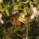 Image of Caupolicana floridana Michener & Deyrup 2004