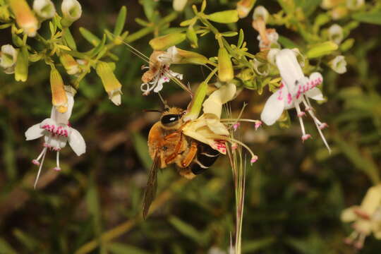 Image of Caupolicana floridana Michener & Deyrup 2004