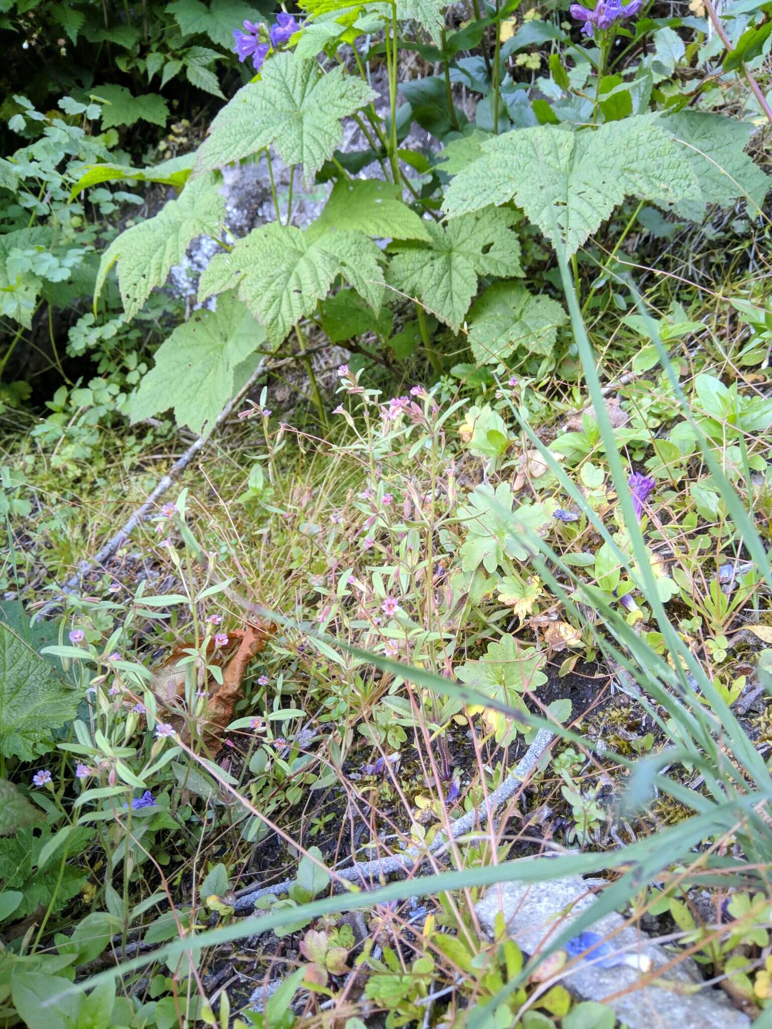 Image of Brewer's Monkey-Flower