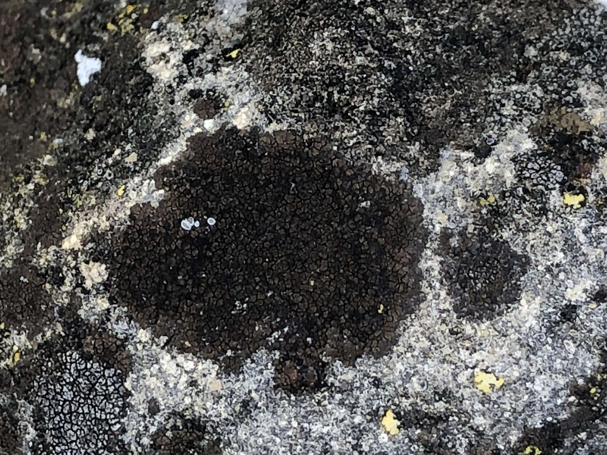 Image of wart lichen