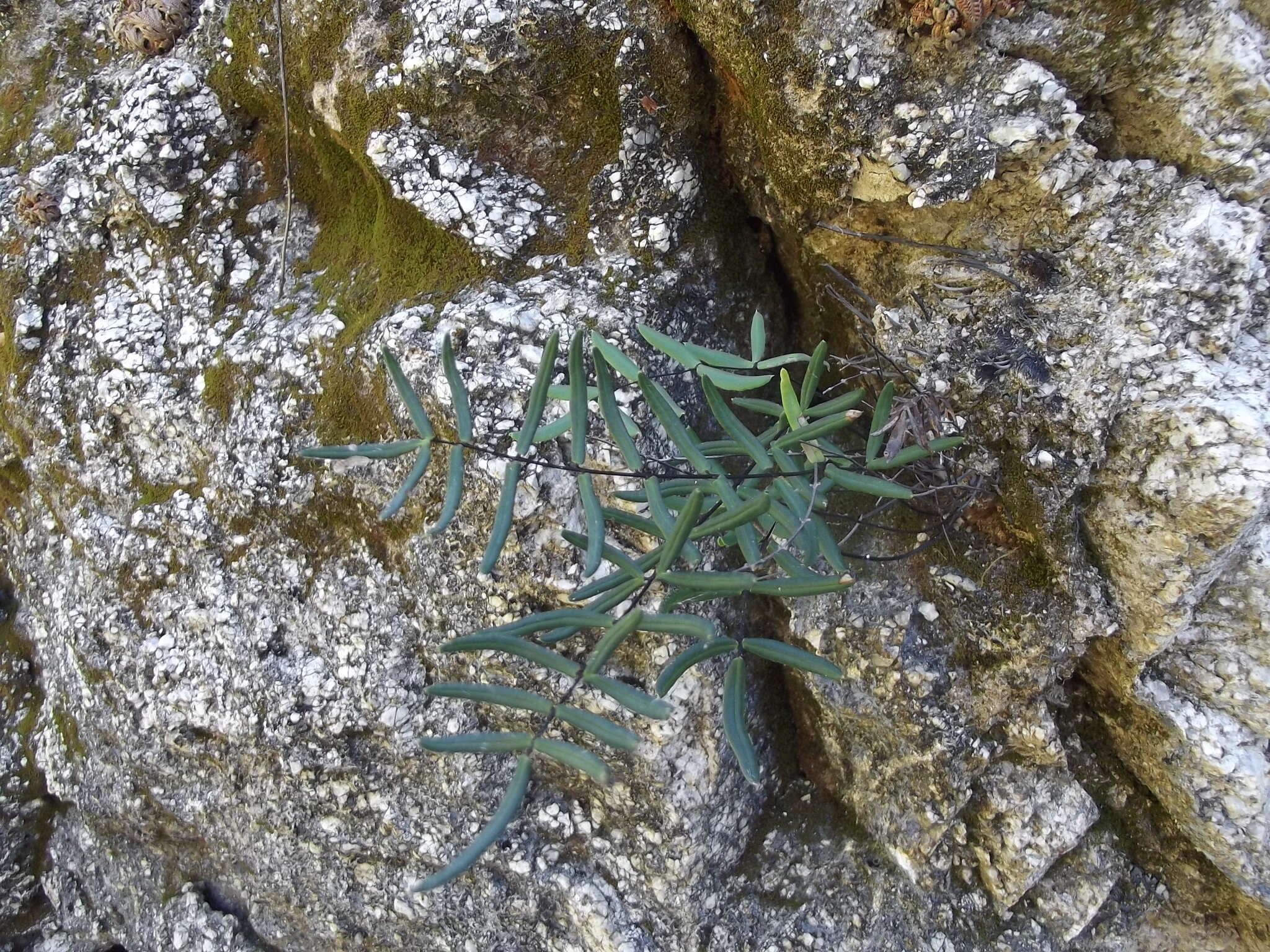 Image of Pellaea ternifolia subsp. brandegeei (C. C. Hall) Mickel