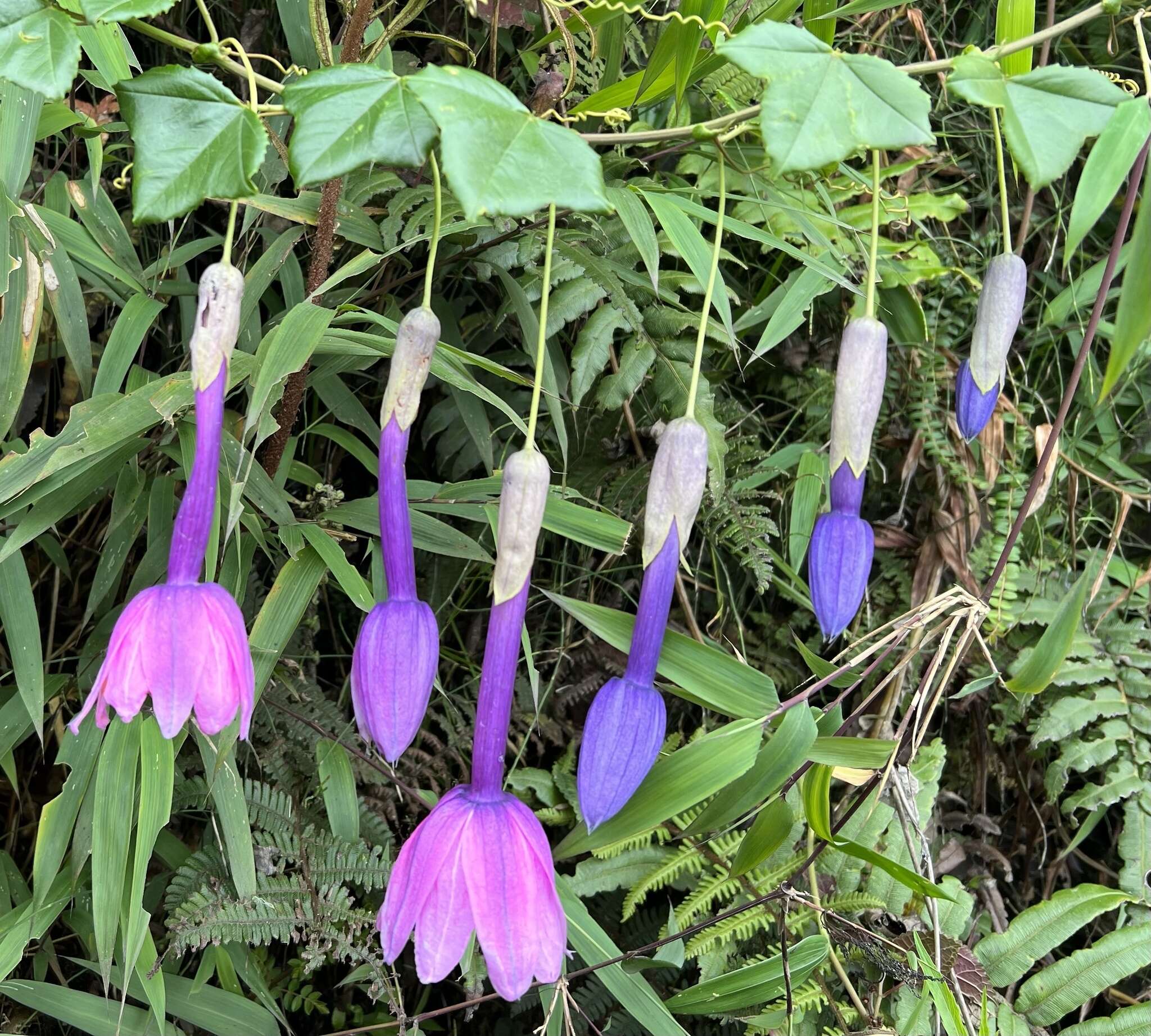 Слика од Passiflora cumbalensis var. sparrei (Holm-Nielsen) L. B. Holm-Nielsen & P. M. Jørgensen