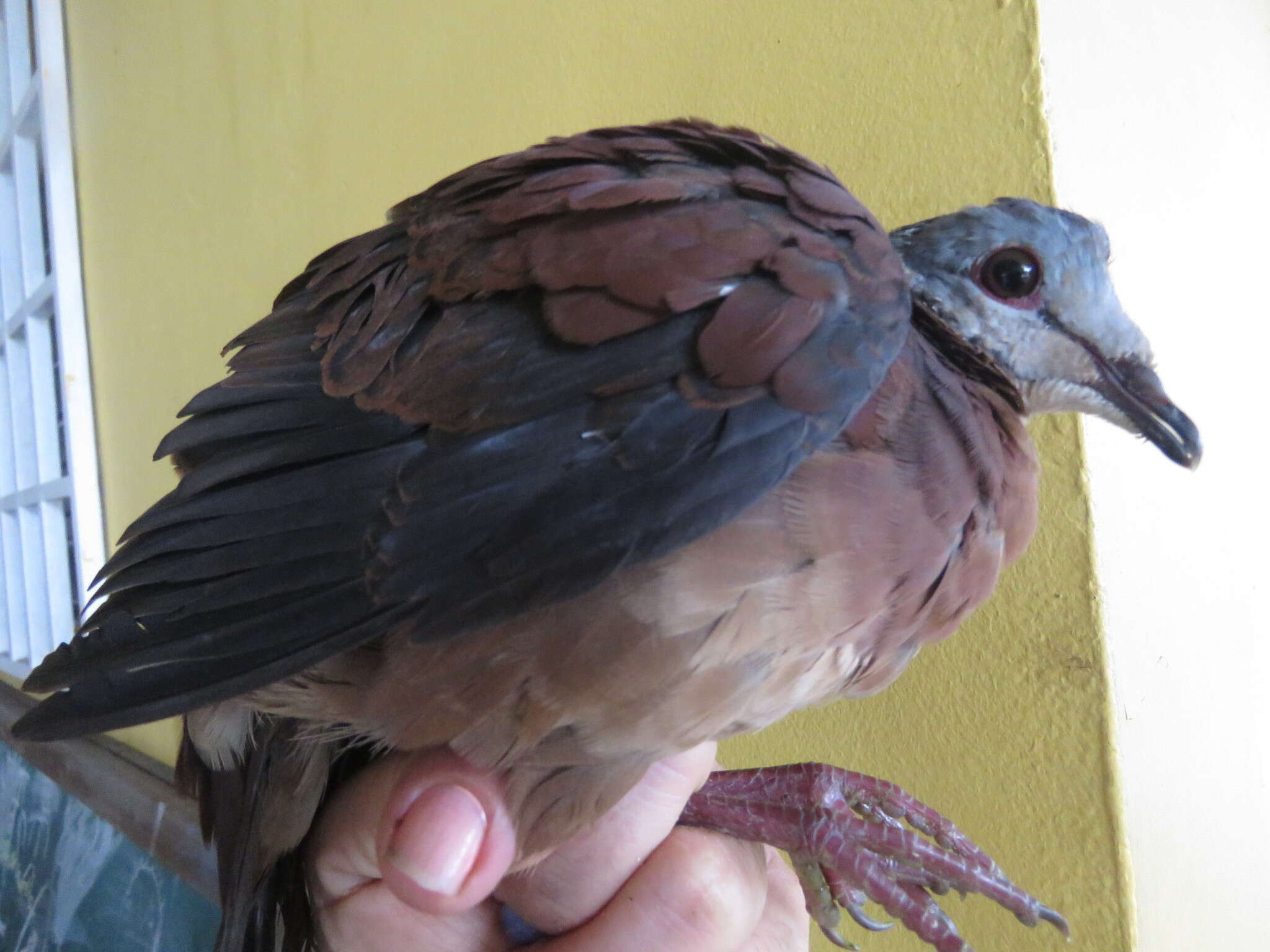 Image of Chiriqui Quail-Dove