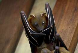 Image of Common Short-nosed Fruit Bat