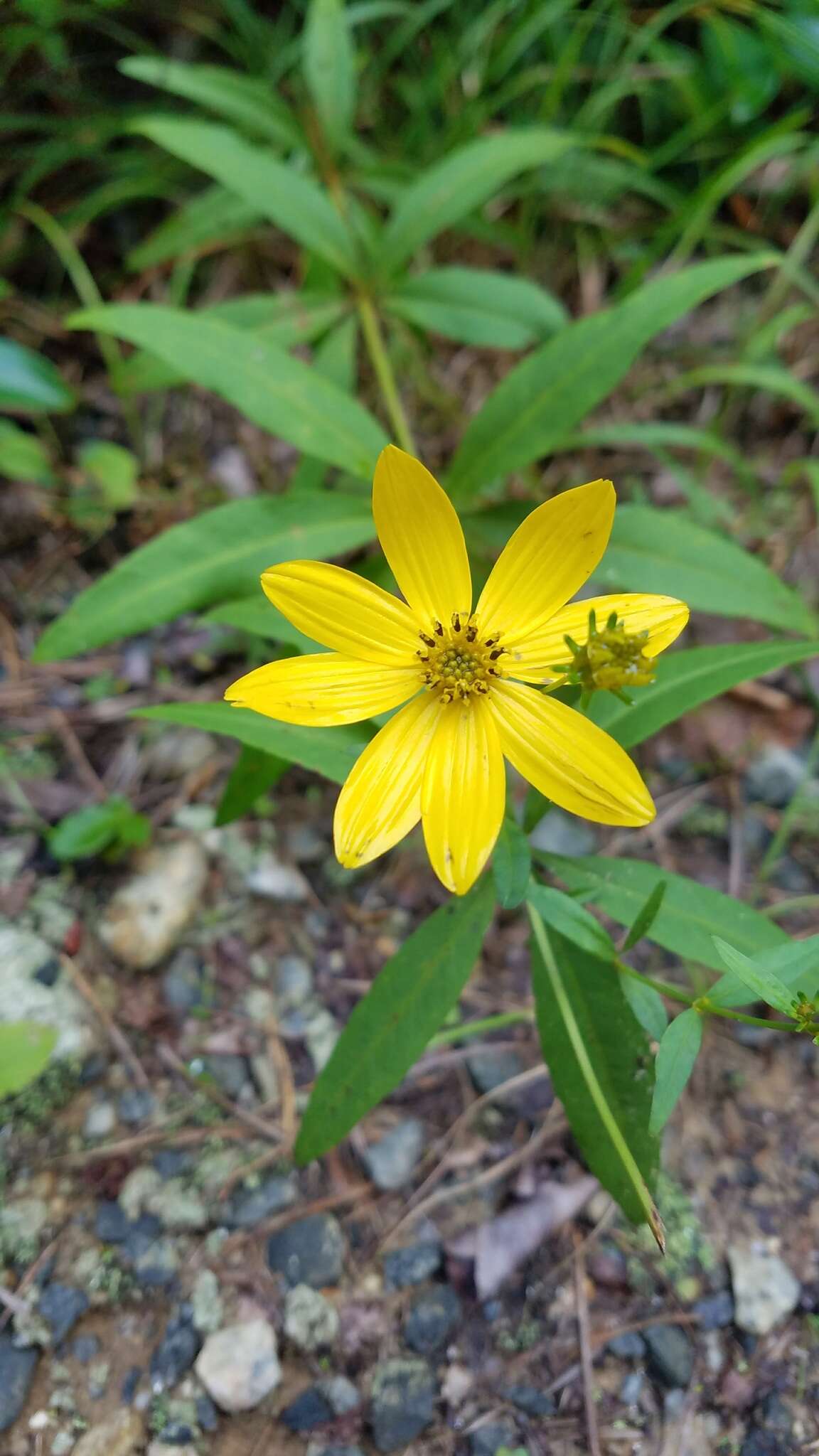 صورة Coreopsis major Walt.