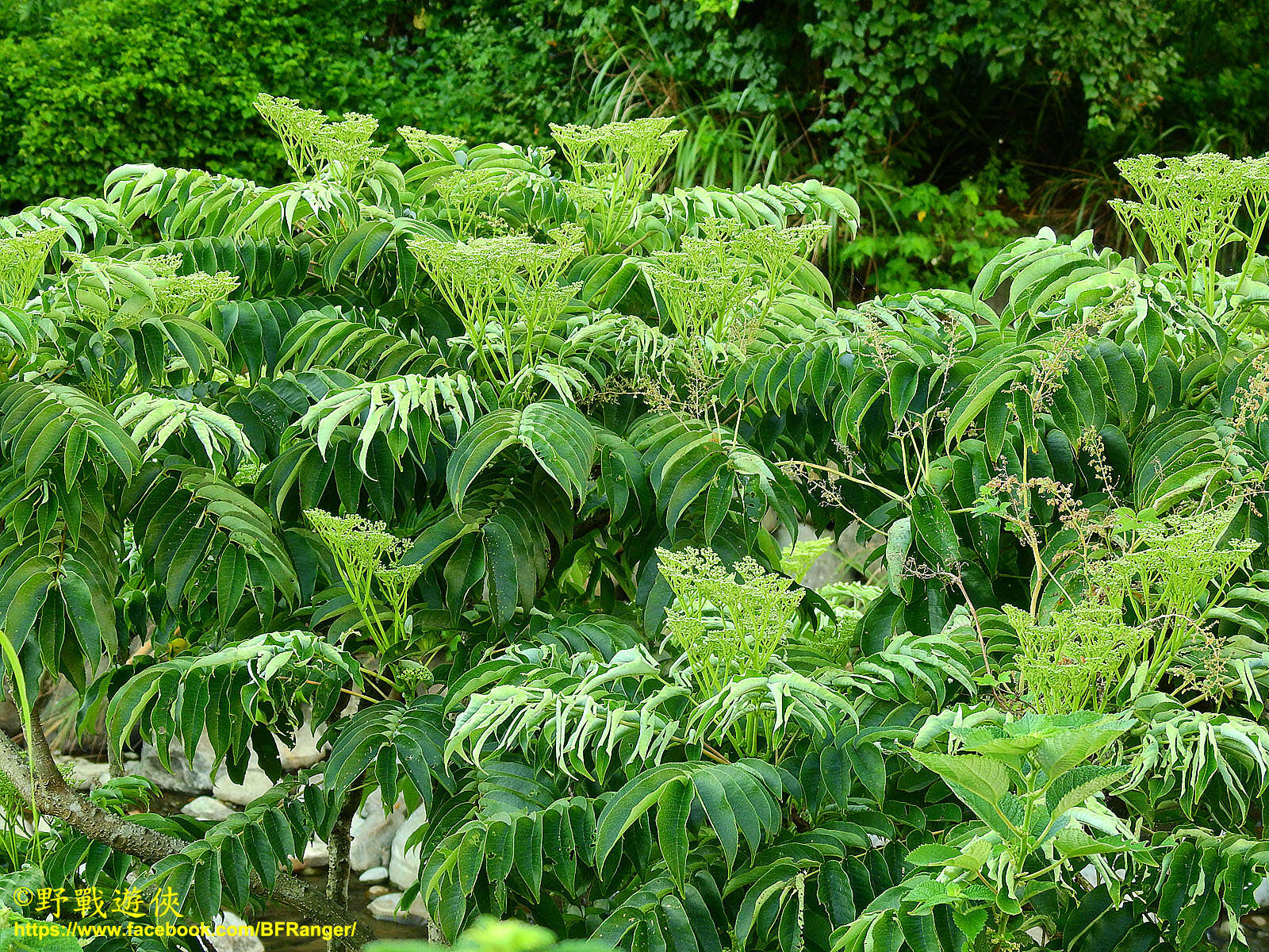 Слика од Zanthoxylum ailanthoides Siebold & Zucc.