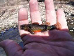 Image of Etheostoma mihileze Mayden 2010