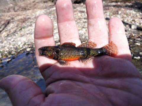 صورة Etheostoma mihileze Mayden 2010