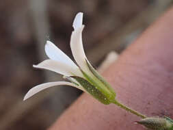 Imagem de Sabulina stolonifera (T. W. Nelson & J. P. Nelson) Dillenb. & Kadereit