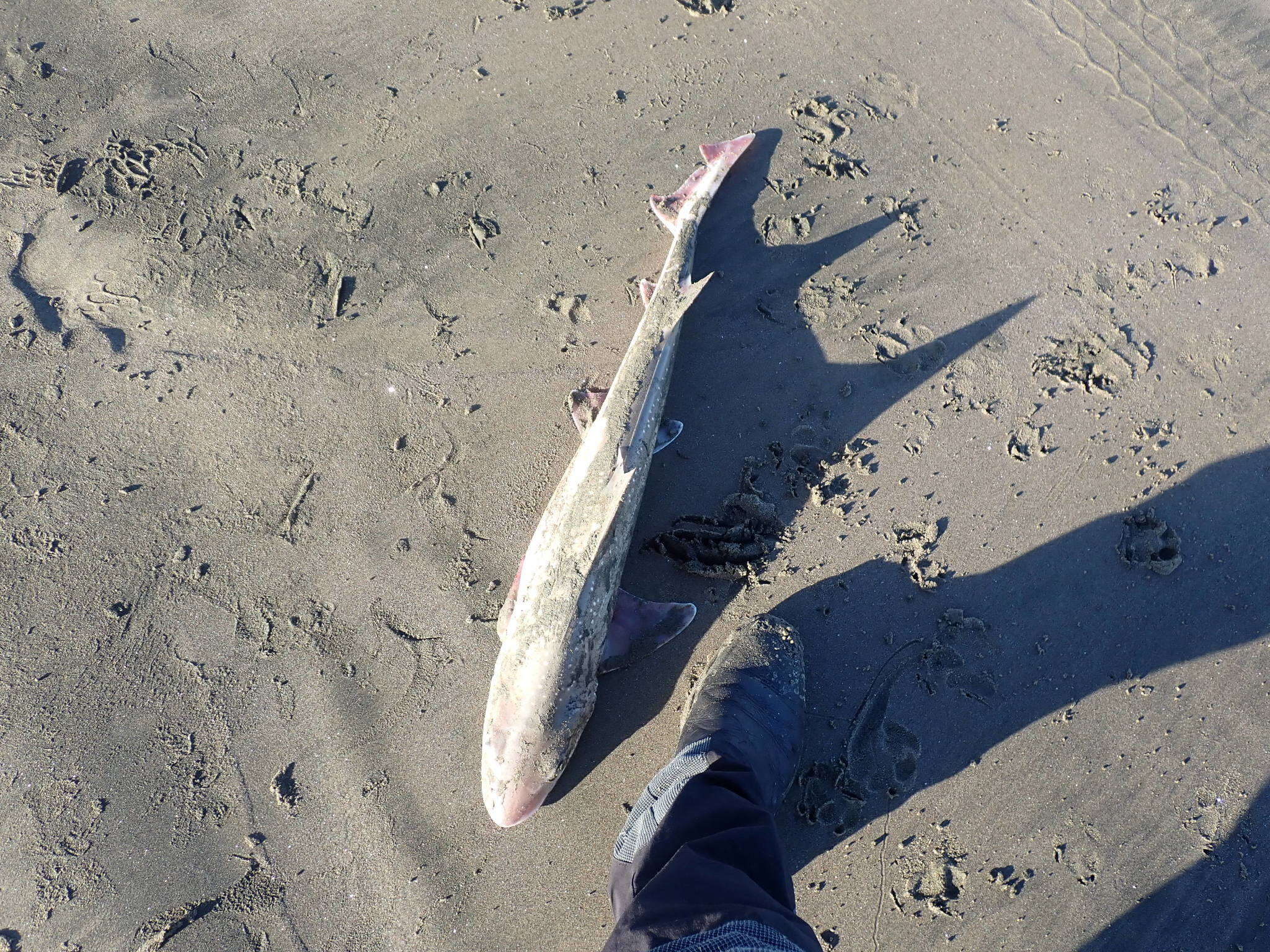 Image of Gummy Shark