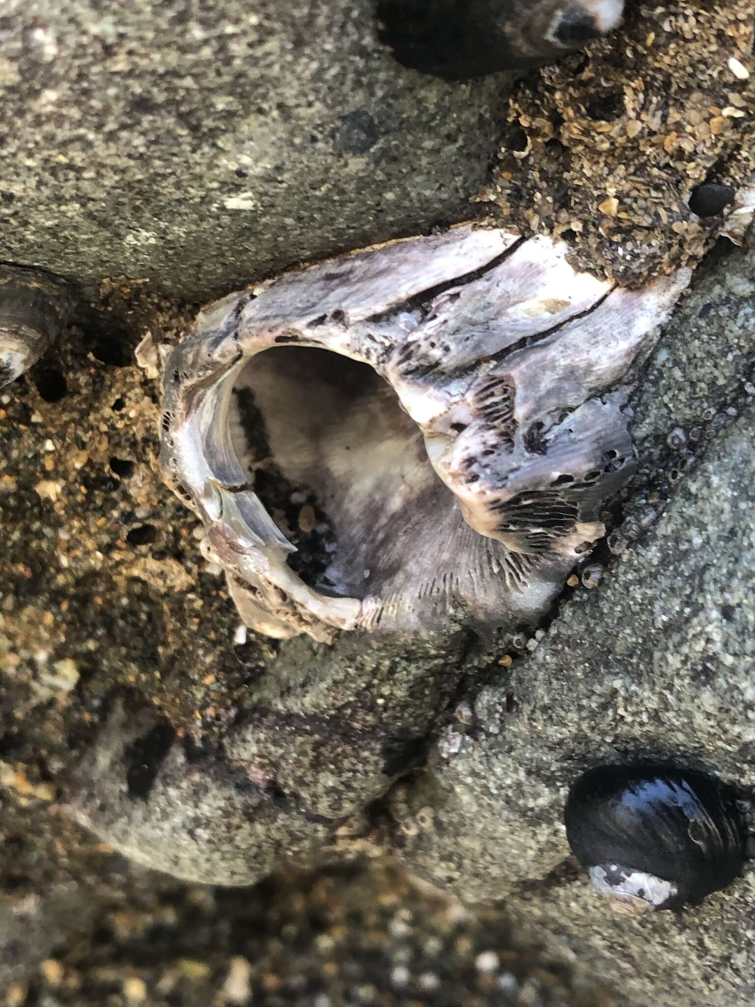 Image of Giant Acorn Barnacle