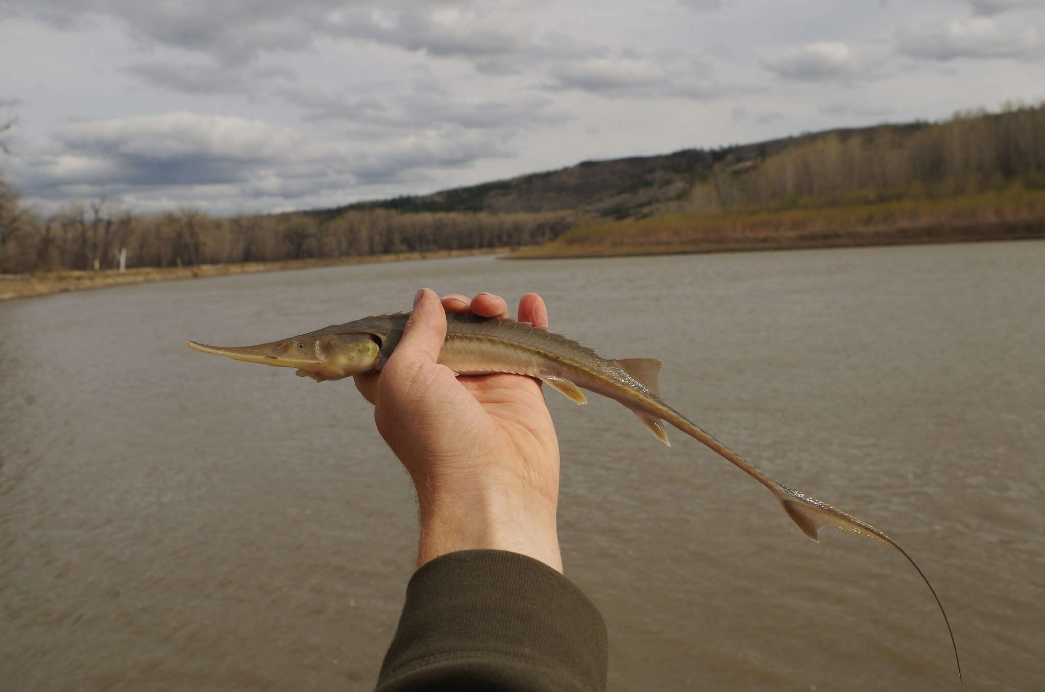 Image of Pallid Sturgeon