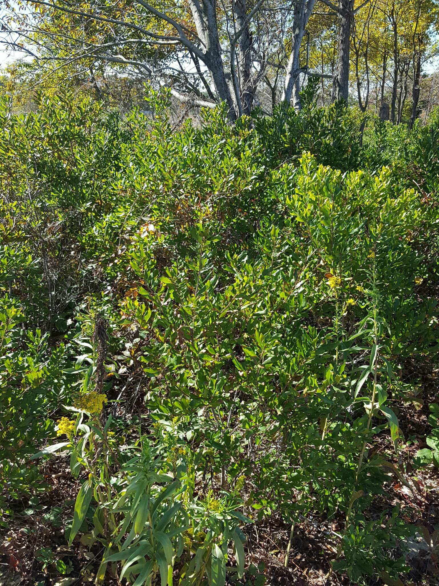 Image of Northern Bayberry