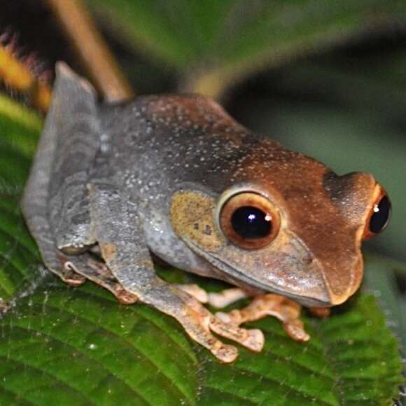 Image of Madagascar Bright-eyed Frog