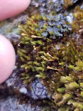 Image of ulota moss