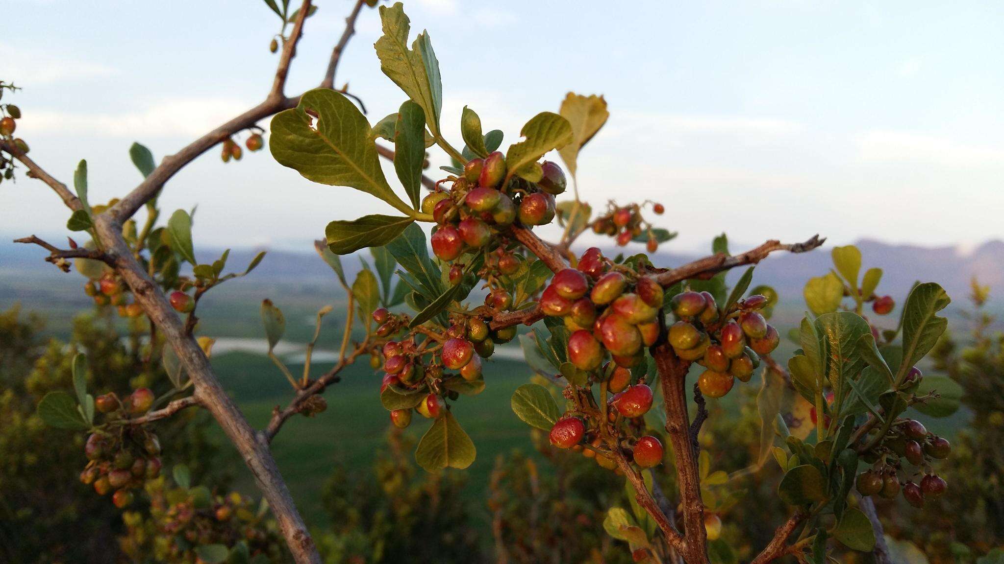 Searsia undulata (Jacq.) T. S. Yi, A. J. Mill. & J. Wen的圖片