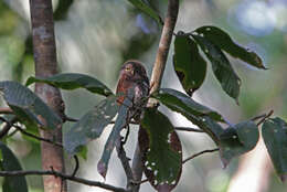 Image of Chestnut-backed Owlet