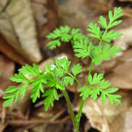 Image of spreading chervil