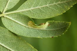 Image of Rowan Midget
