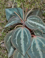 Image of Peperomia trinervis Ruiz & Pav.