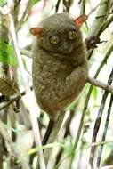 Image of Philippine tarsier