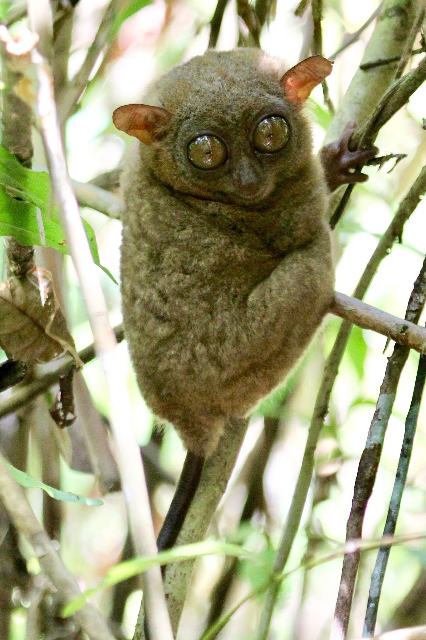 Image de Tarsier des Philippines