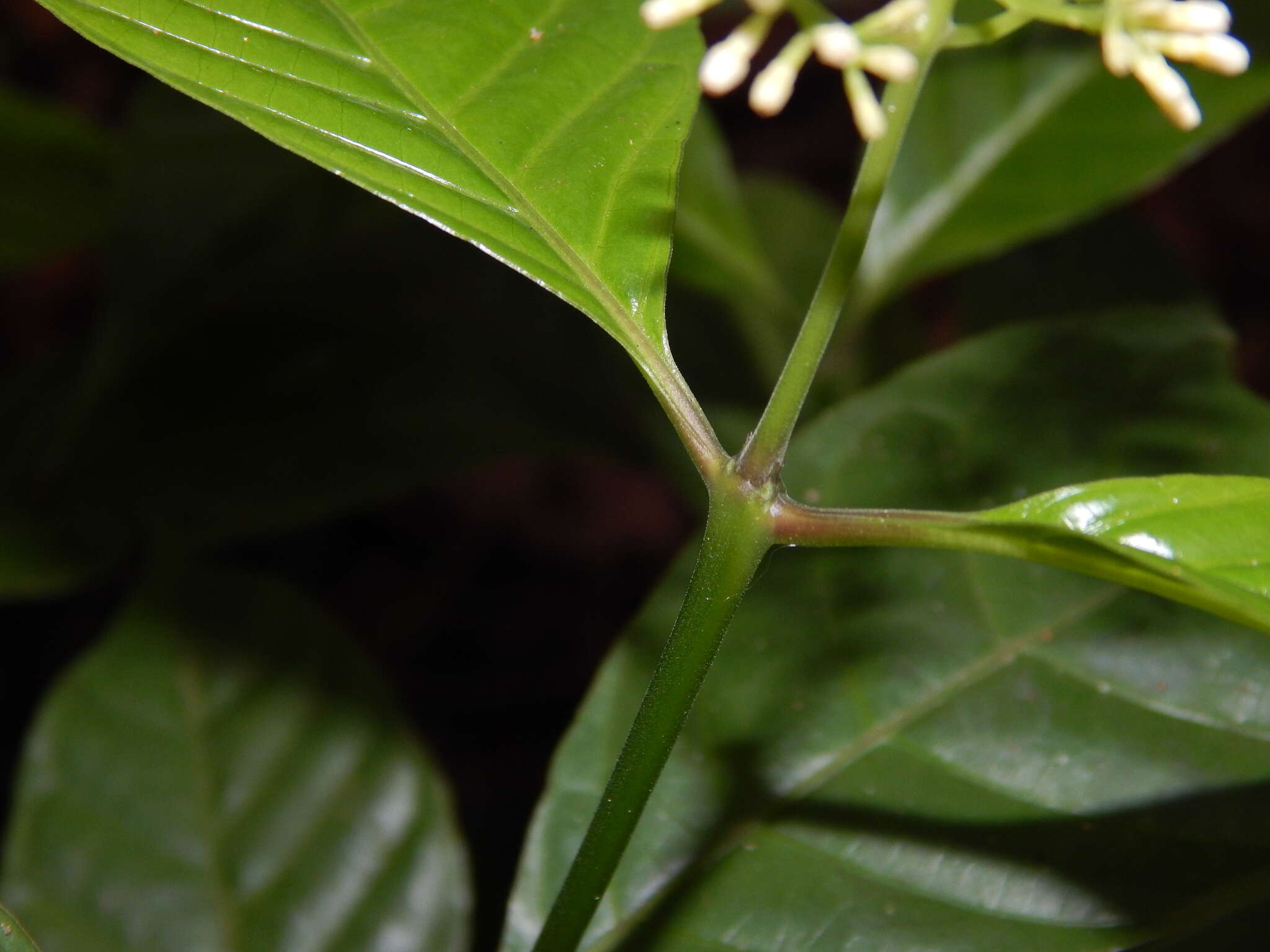 Palicourea acuminata (Benth.) Borhidi resmi