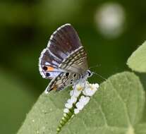 Image of Nickerbean Blue