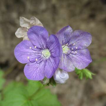 Phacelia grandiflora (Benth.) A. Gray的圖片