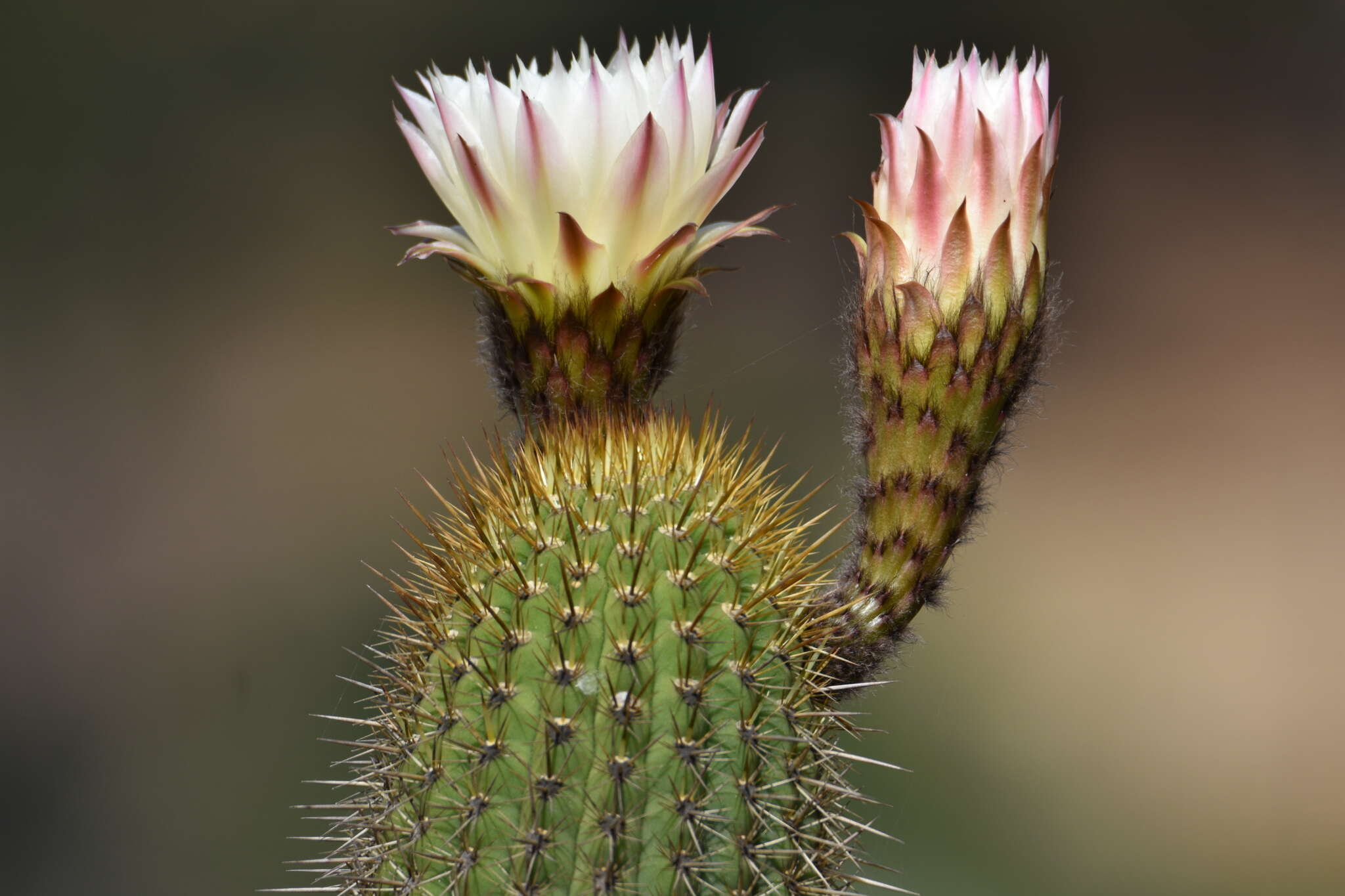 Trichocereus chiloensis subsp. litoralis resmi