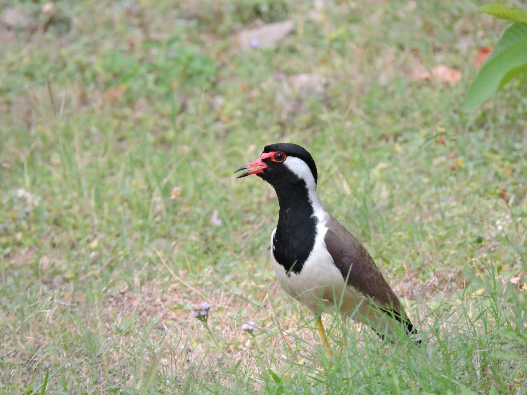 Image of Red-wattled Lapwing