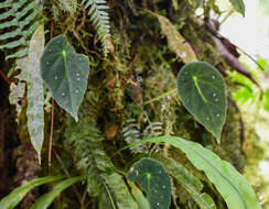 Image of Begonia hitchcockii Irmsch.