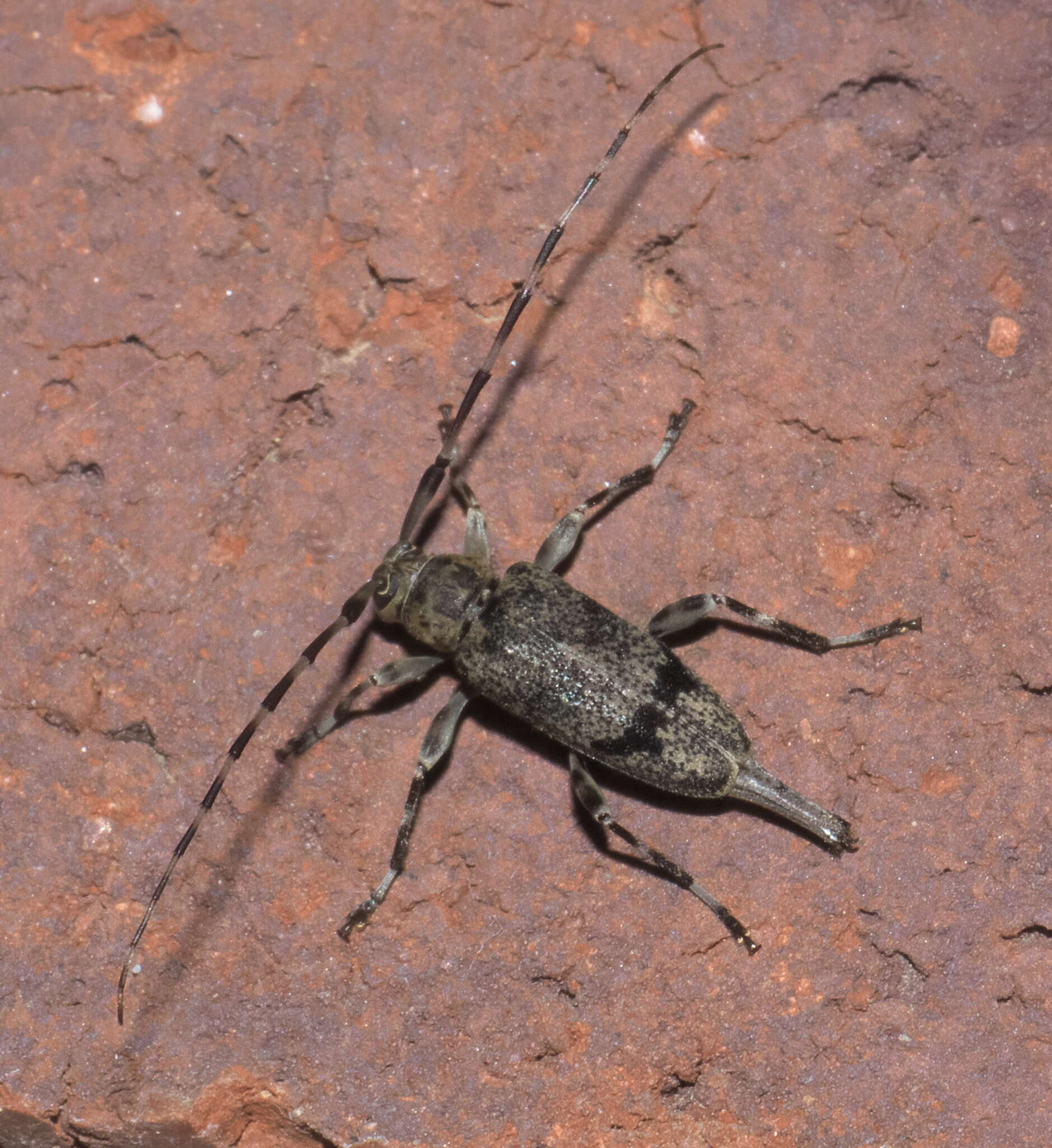 Image of Graphisurus despectus (Le Conte 1850)