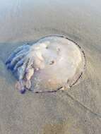 Image of barrel jellyfish