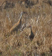 Image of Antigone canadensis canadensis (Linnaeus 1758)