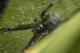 Latrodectus obscurior Dahl 1902的圖片