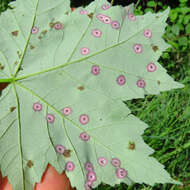 Image of Ocellate Gall Midge