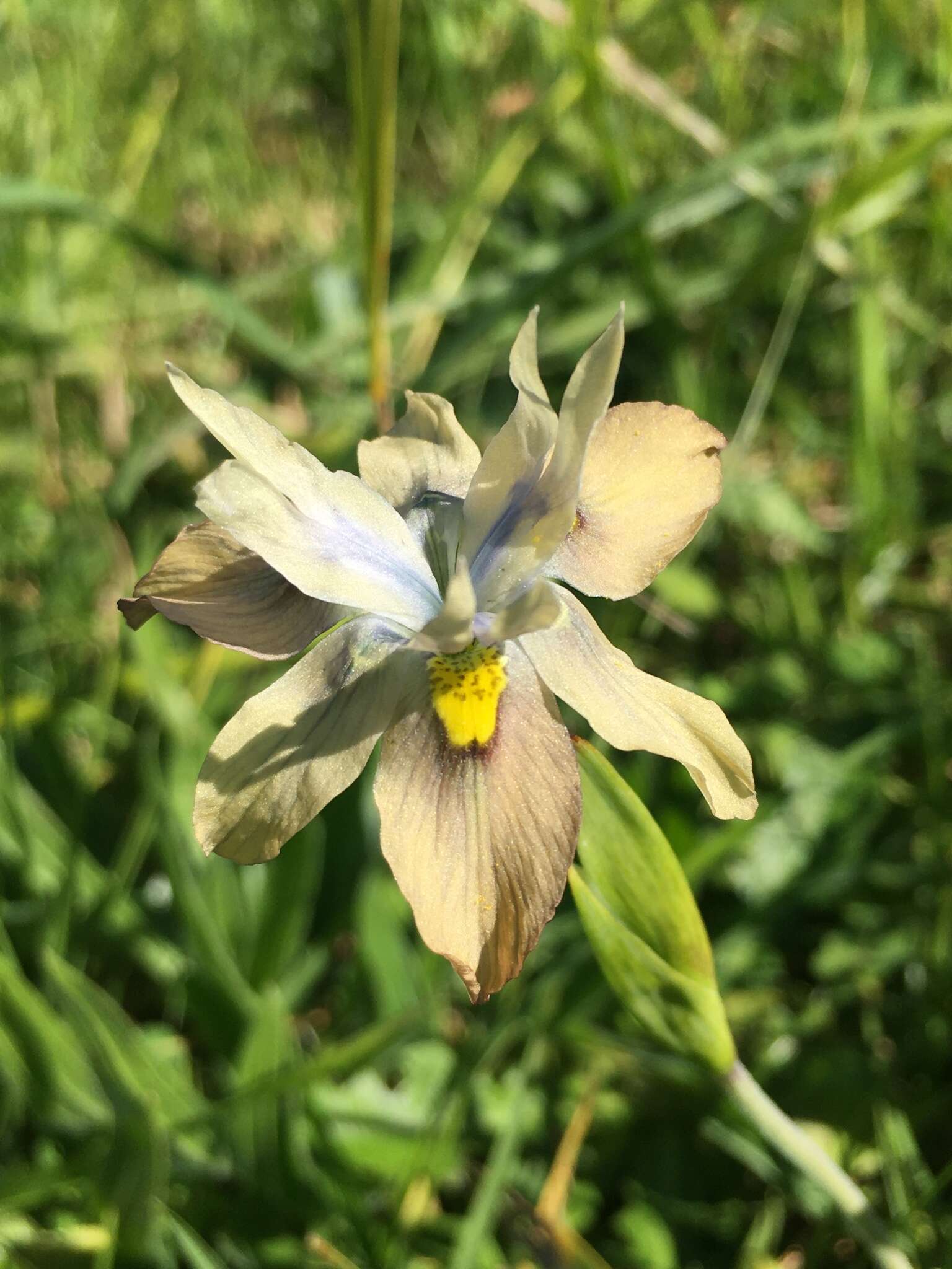 Image of Buff Clockflower