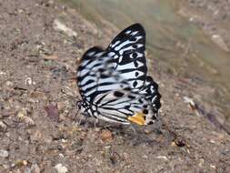 Image of Graphium delesserti (Guérin-Méneville 1839)