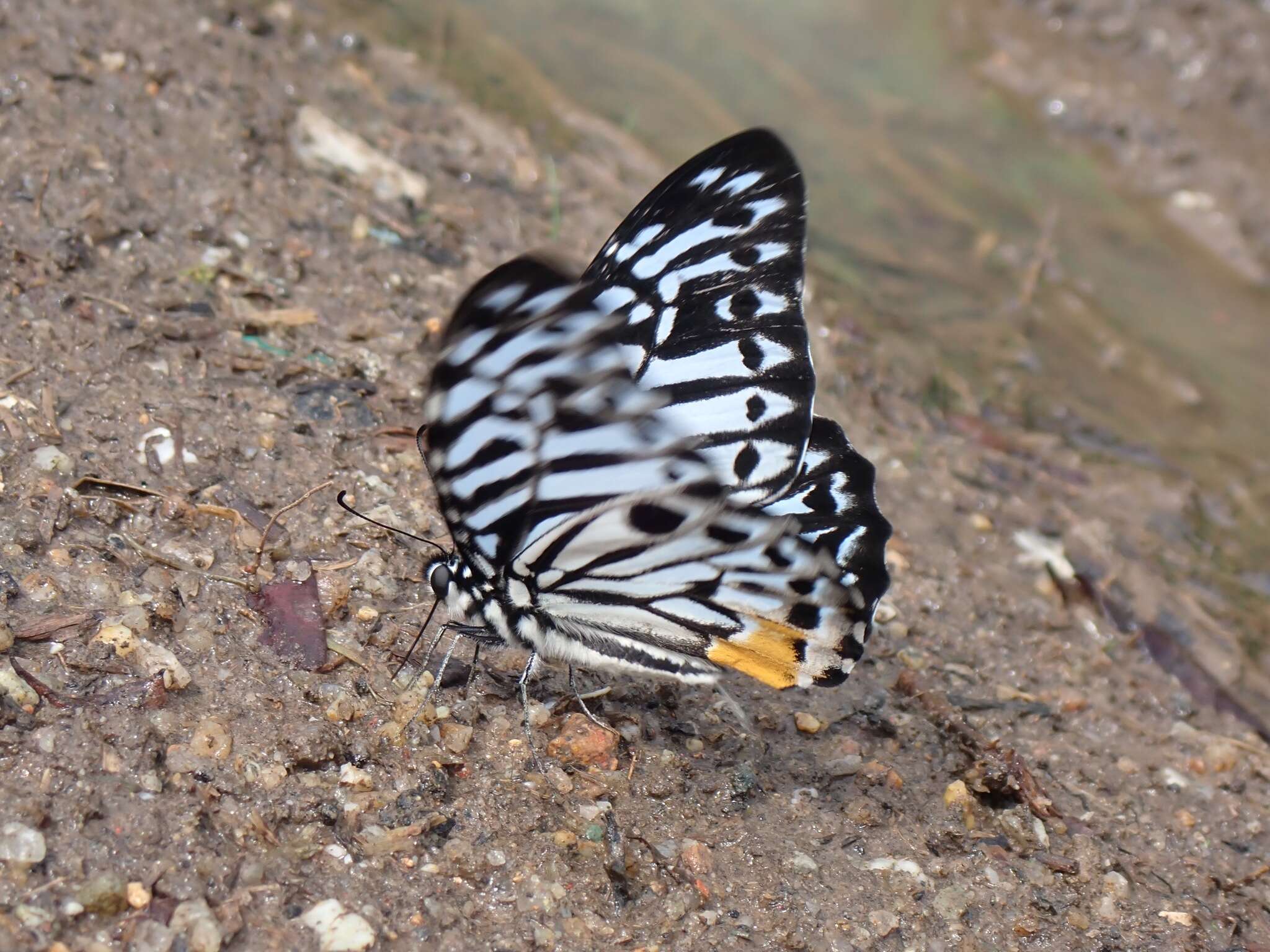 Image of Graphium delesserti (Guérin-Méneville 1839)