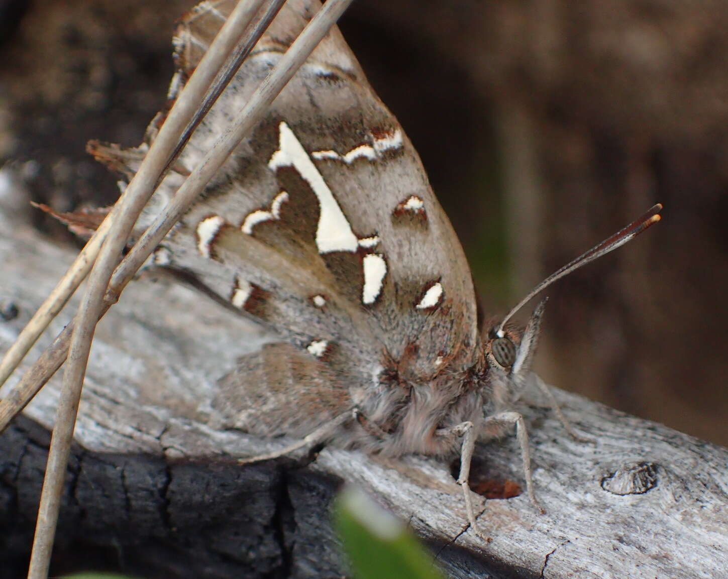 Image of Phasis thero (Linnaeus 1764)