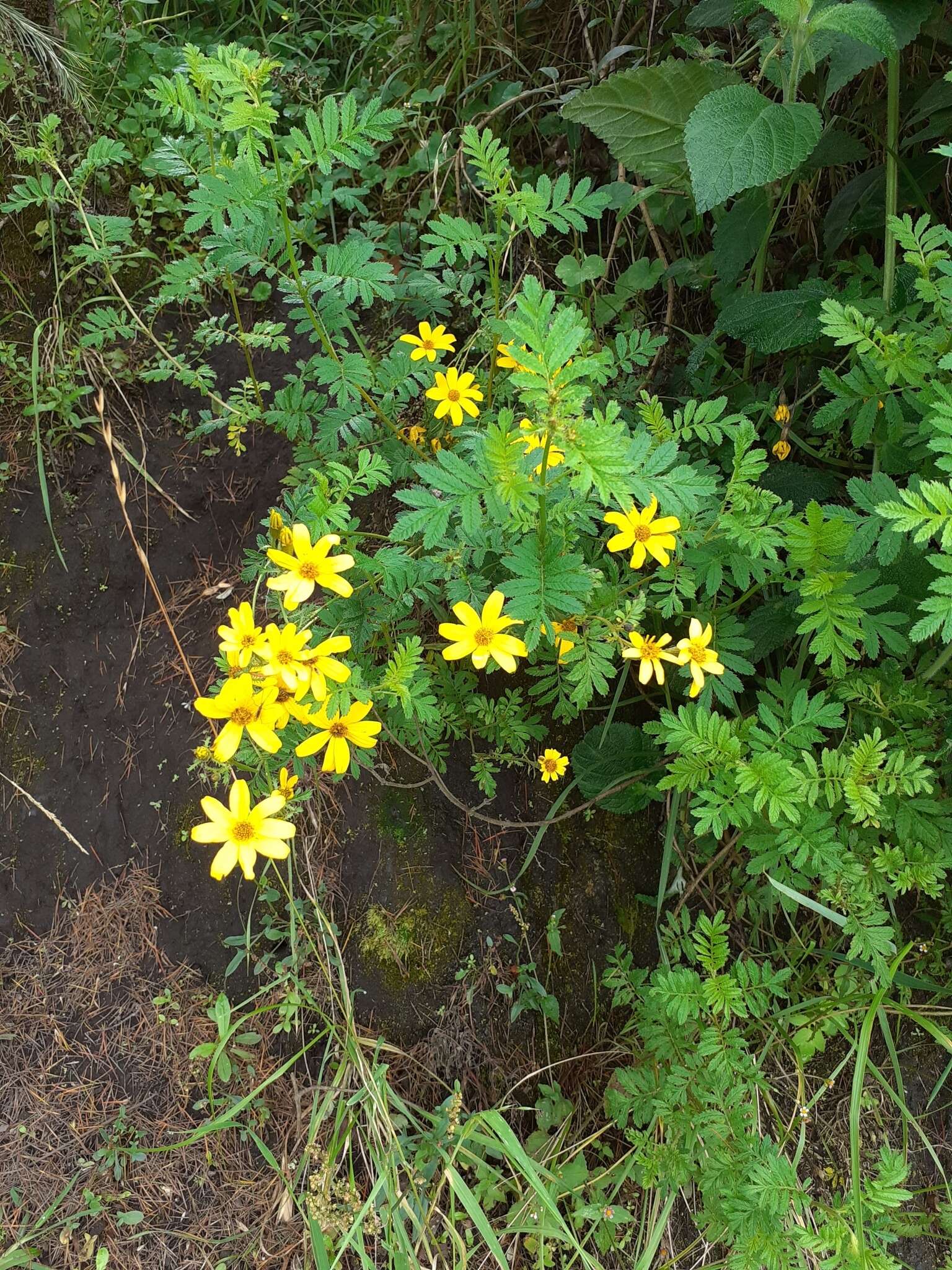 Imagem de Tagetes zypaquirensis Humb. & Bonpl.