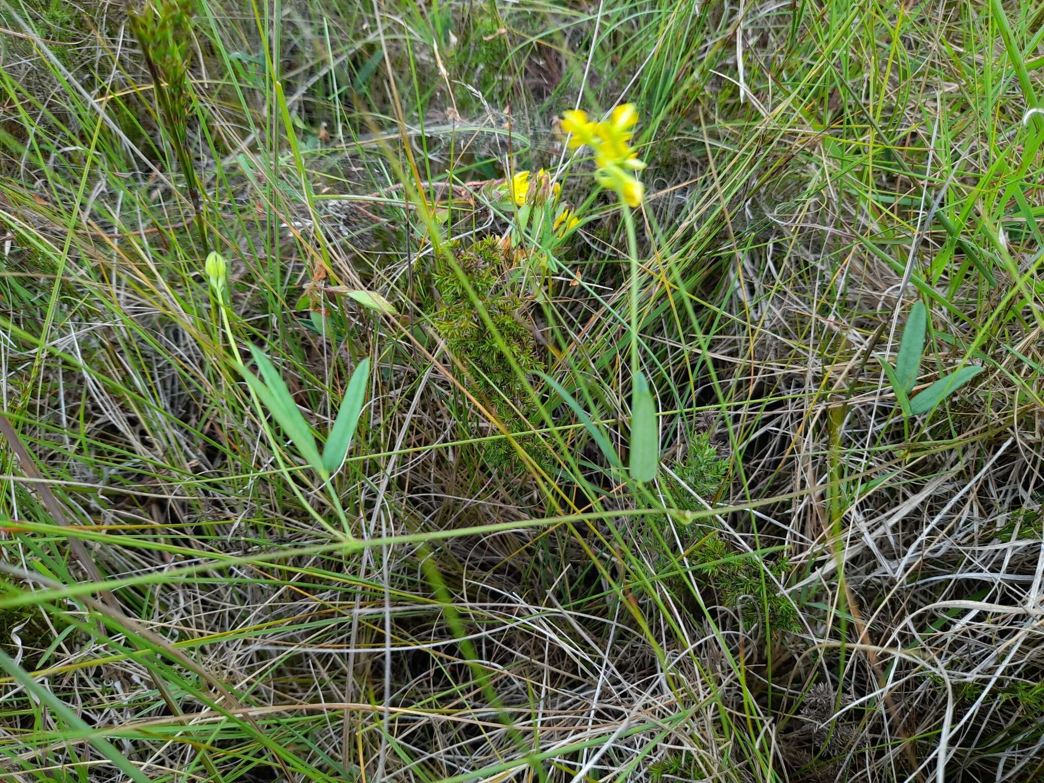 Image of Rhynchosia leucoscias Harv.