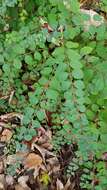 Image of Symphoricarpos × doorenbosii