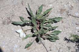 Plancia ëd Oenothera harringtonii W. L. Wagner, R. Stockhouse & W. M. Klein