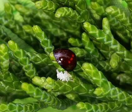 Image of heather ladybird