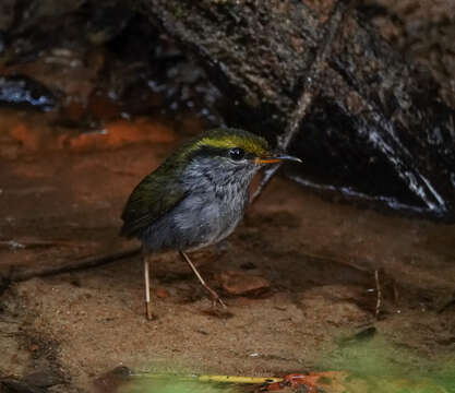 Image of Grey-bellied Tesia