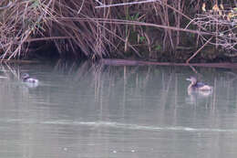 Imagem de Tachybaptus dominicus (Linnaeus 1766)