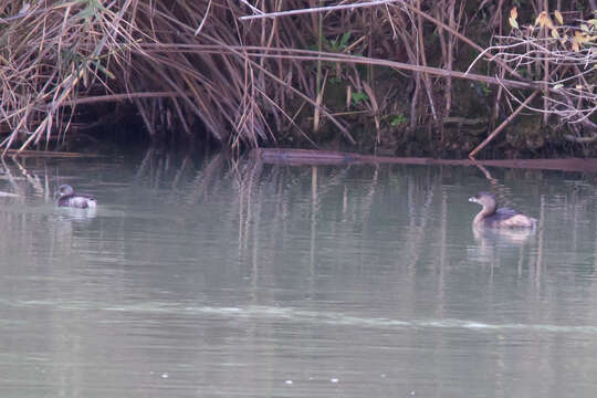 Image of Least Grebe