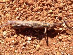 Macrolobalia ocellata (Tepper 1896)的圖片